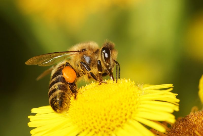 abejas - polinizacion
