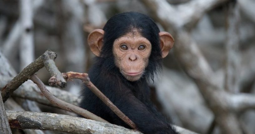 chimpance viviparos