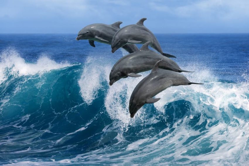 delfin, animales viviparos