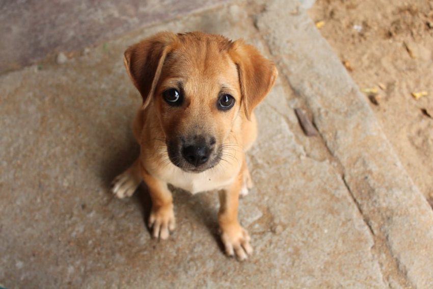 animales domesticos - perro