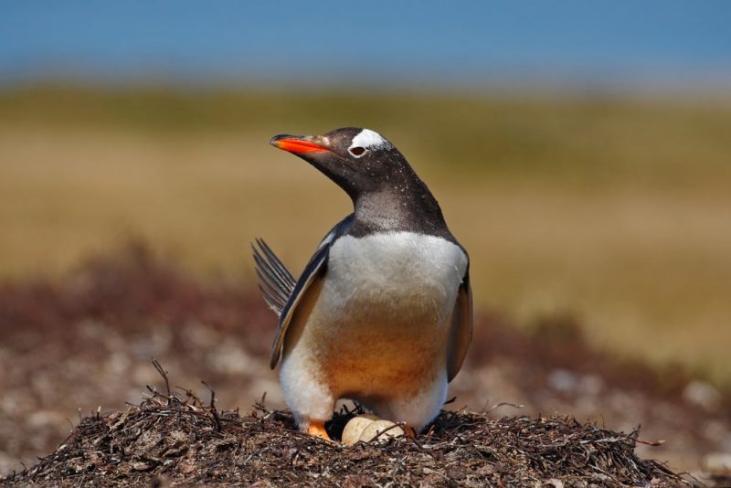 pinguino huevos