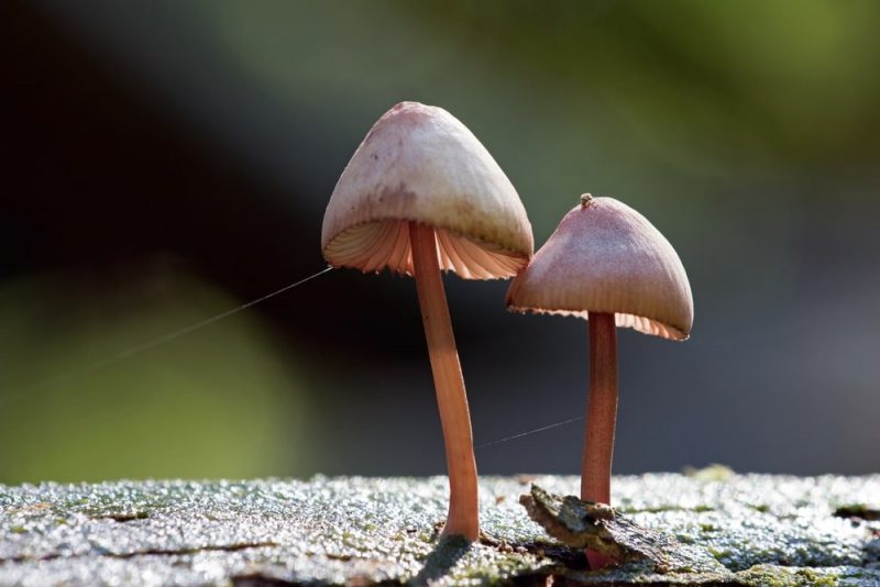 Hongos - Reino Fungi