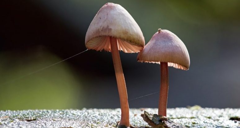 Ejemplos del Reino Fungi