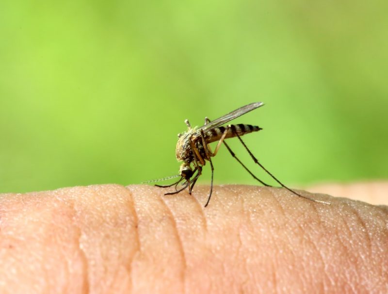 mosquitos - parasitismo
