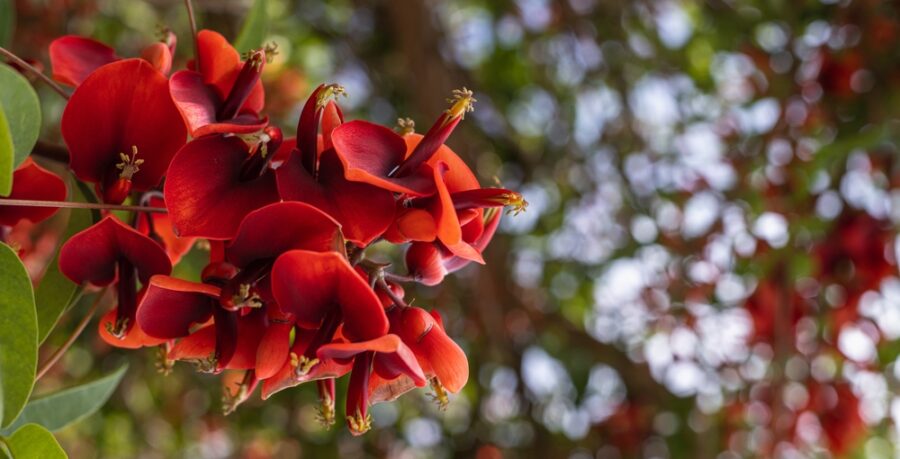 Leyenda de la flor del ceibo