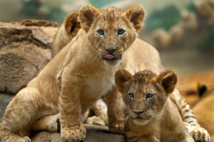 leones cachorros - cuadrupedos