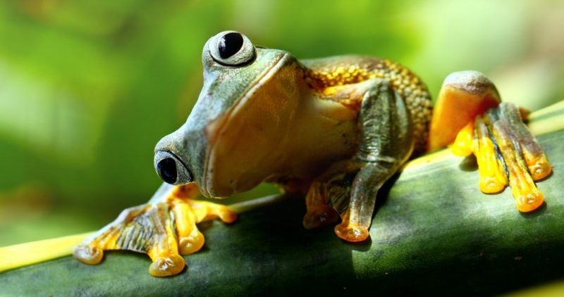 Animales ovulíparos