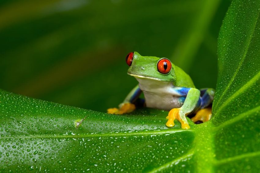 Variabilidad Genética en Ranas.