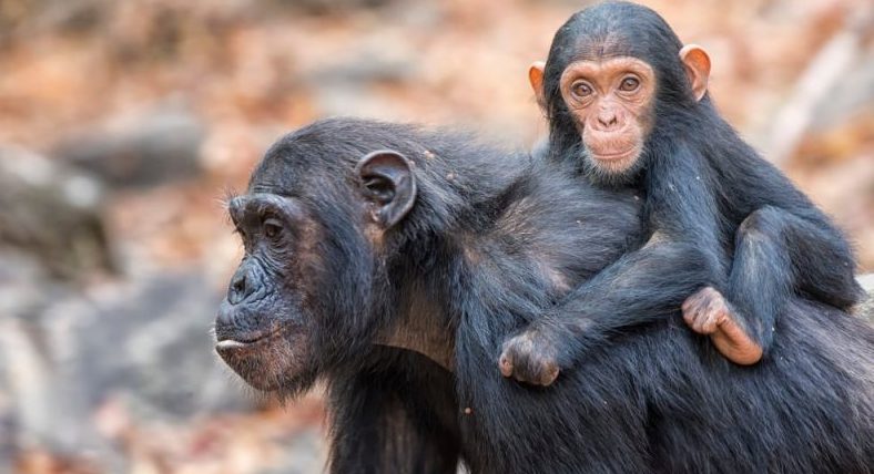 vertebrados chimpances, madre con bebe