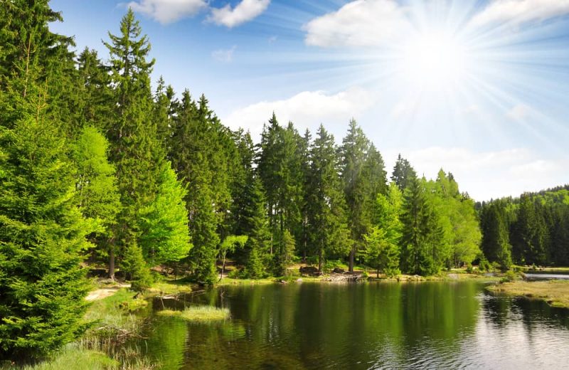 bosque bávaro en Alemania