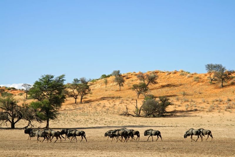 desierto de kalahari - africa