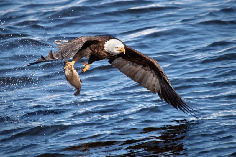 aguila cazando un pez