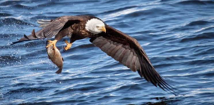 10 Ejemplos De Animales Aeroterrestres