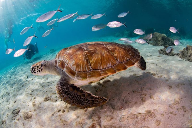 ecosistema acuático océano