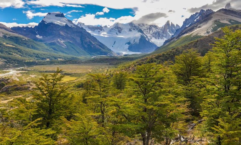 el chalten - bosque en la patagonia