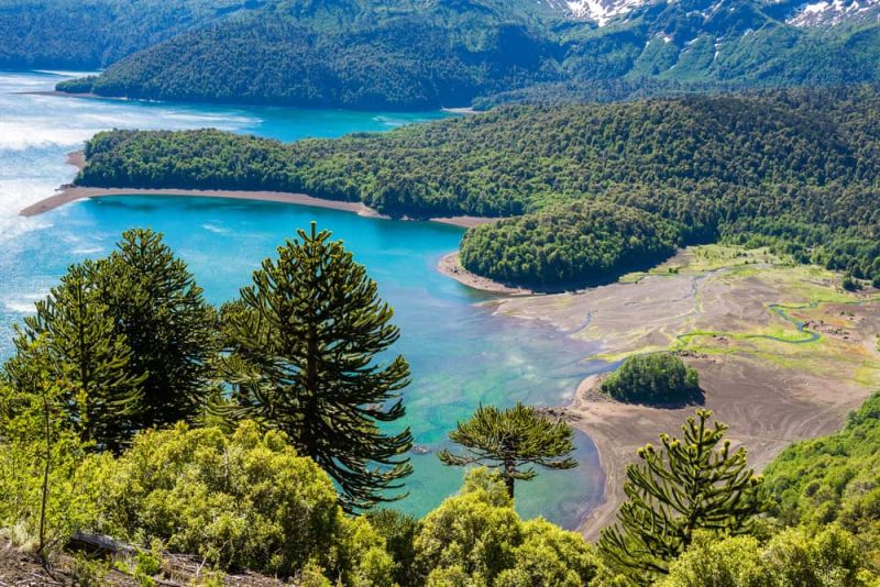 conguillio - parque nacional-bosque