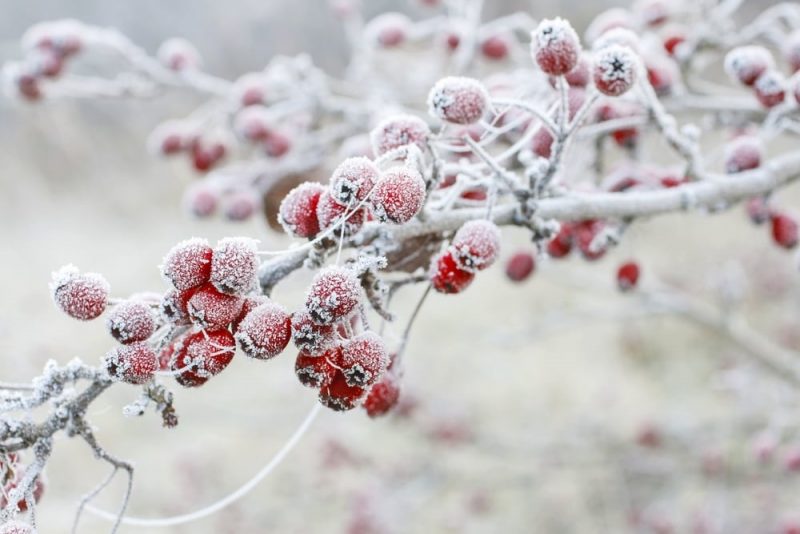 escarcha en frutas - cristalizacion