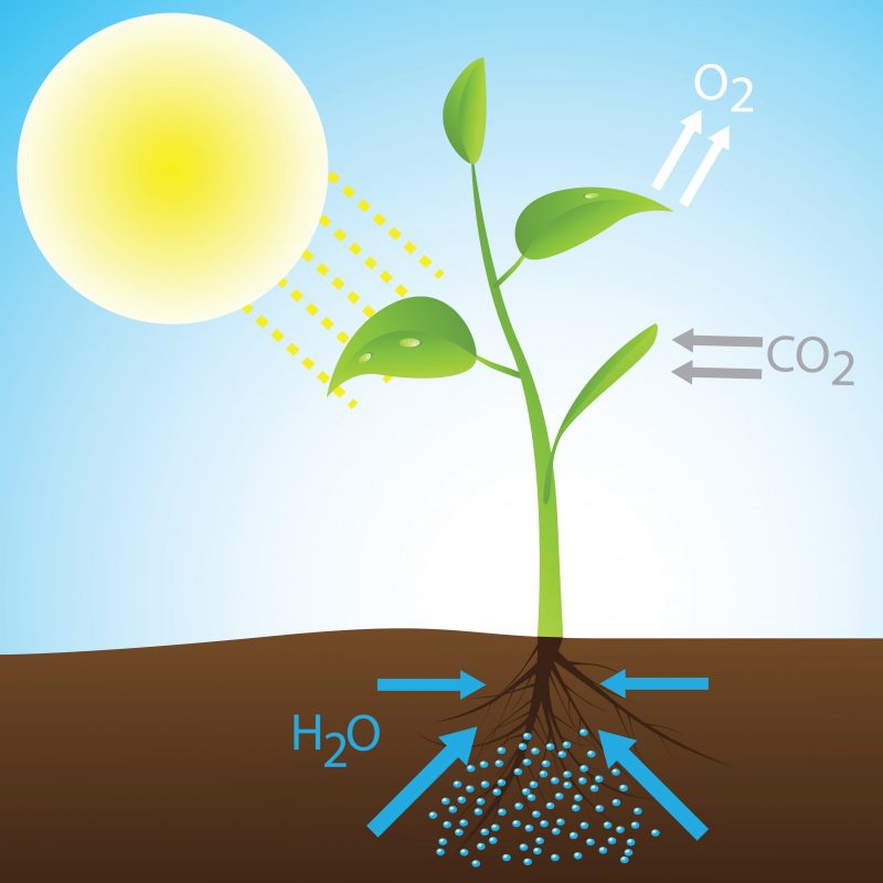 10 Ejemplos de Energía Química