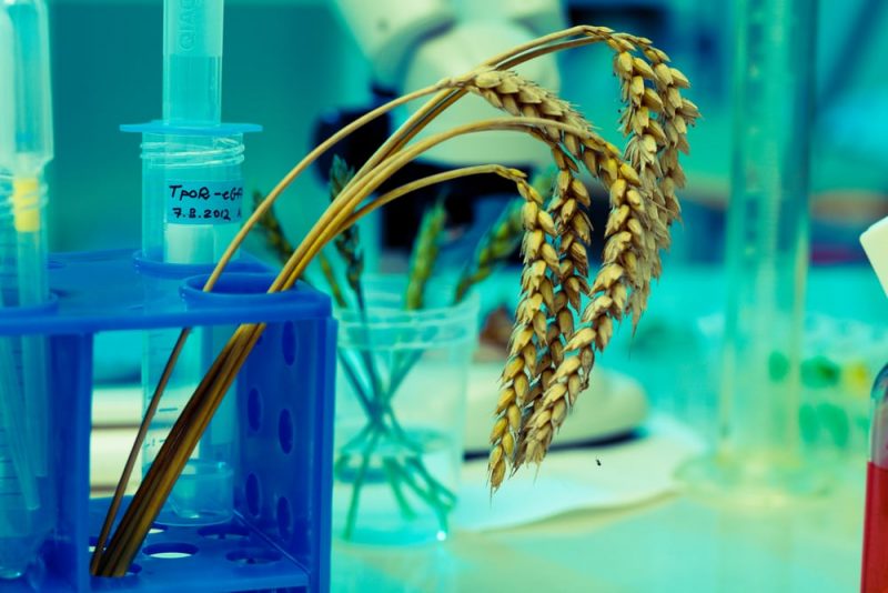 maiz modificado geneticamente en laboratorios