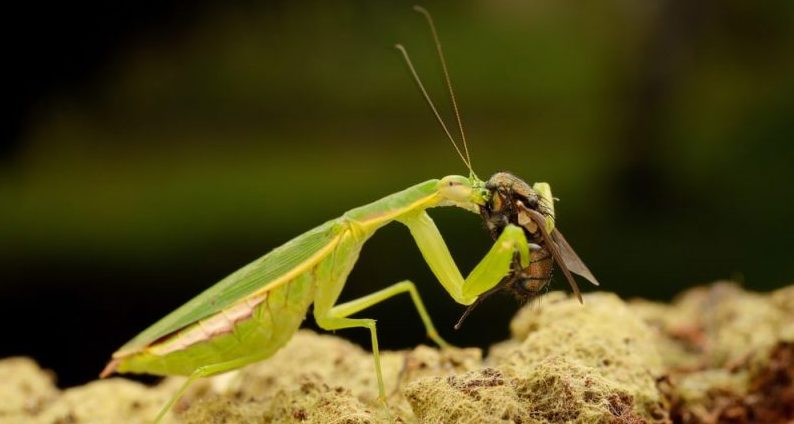 mantis - cadena trofica