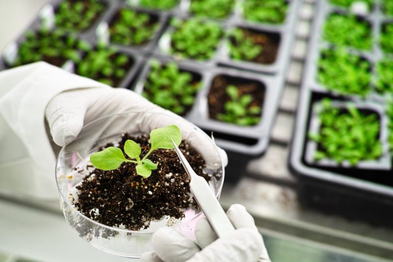 plantas transgenicas - laboratorio