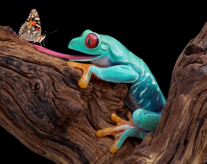 ranas depredadores de mariposas