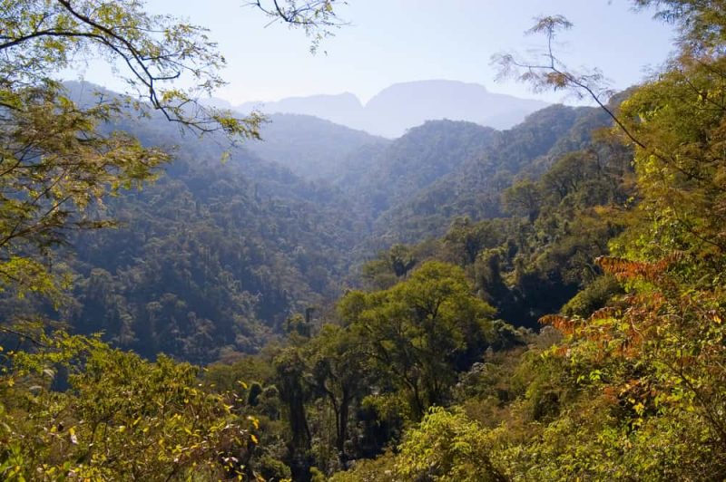 yungas - selva