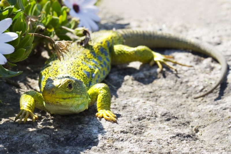 ejemplos de reptil