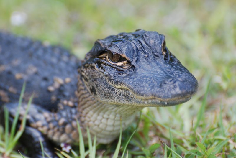 animales que reptan - caiman