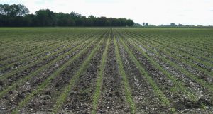 10 Ejemplos de Agricultura Intensiva y Extensiva