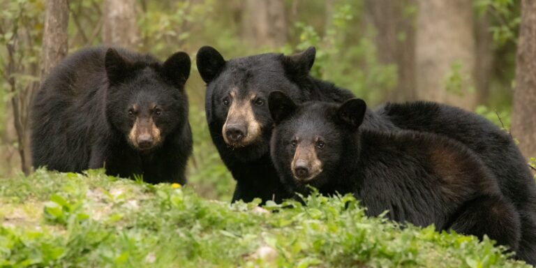 15 Ejemplos de Animales que Hibernan