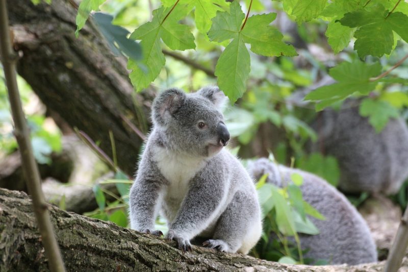 koala - marsupiales