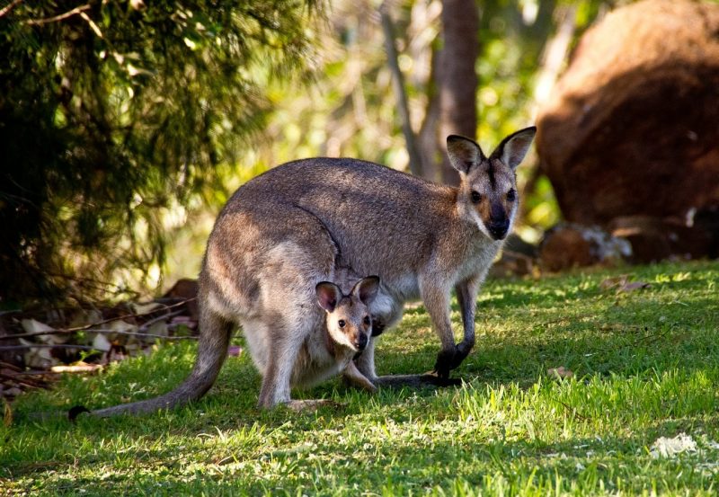 wallabies - canguros