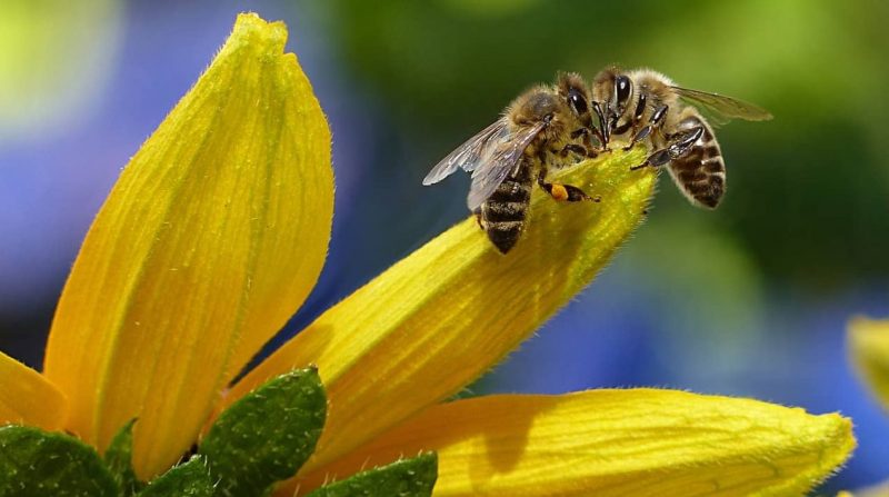 polinización de las abejas