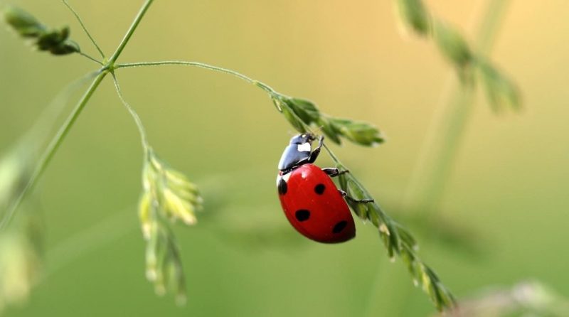 50 Ejemplos de Insectos