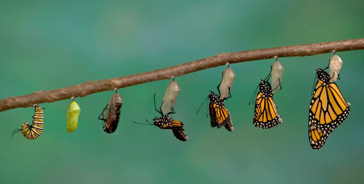 metamorfosis de las mariposas