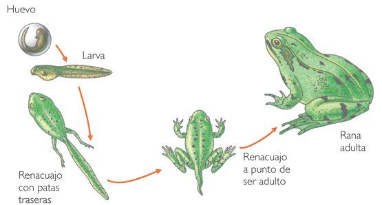 metamorfosis de la rana