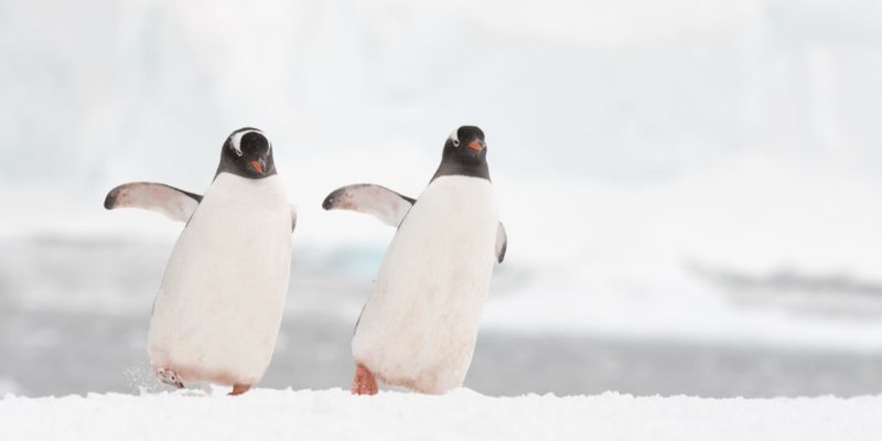 Fauna de la Antartida