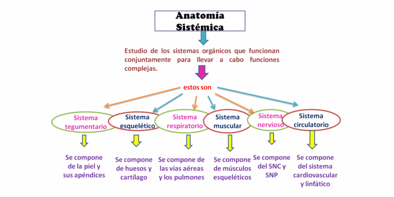 Cuadro sinóptico de diagrama 2